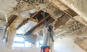 Reliable Mineral Ridge, OH Mold Removal Services Solutions